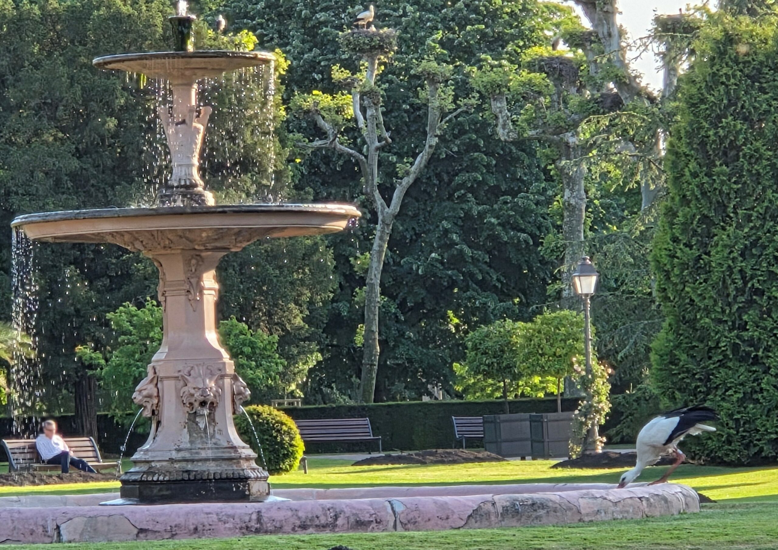 Claire W. : « Cigogne à la fontaine »
