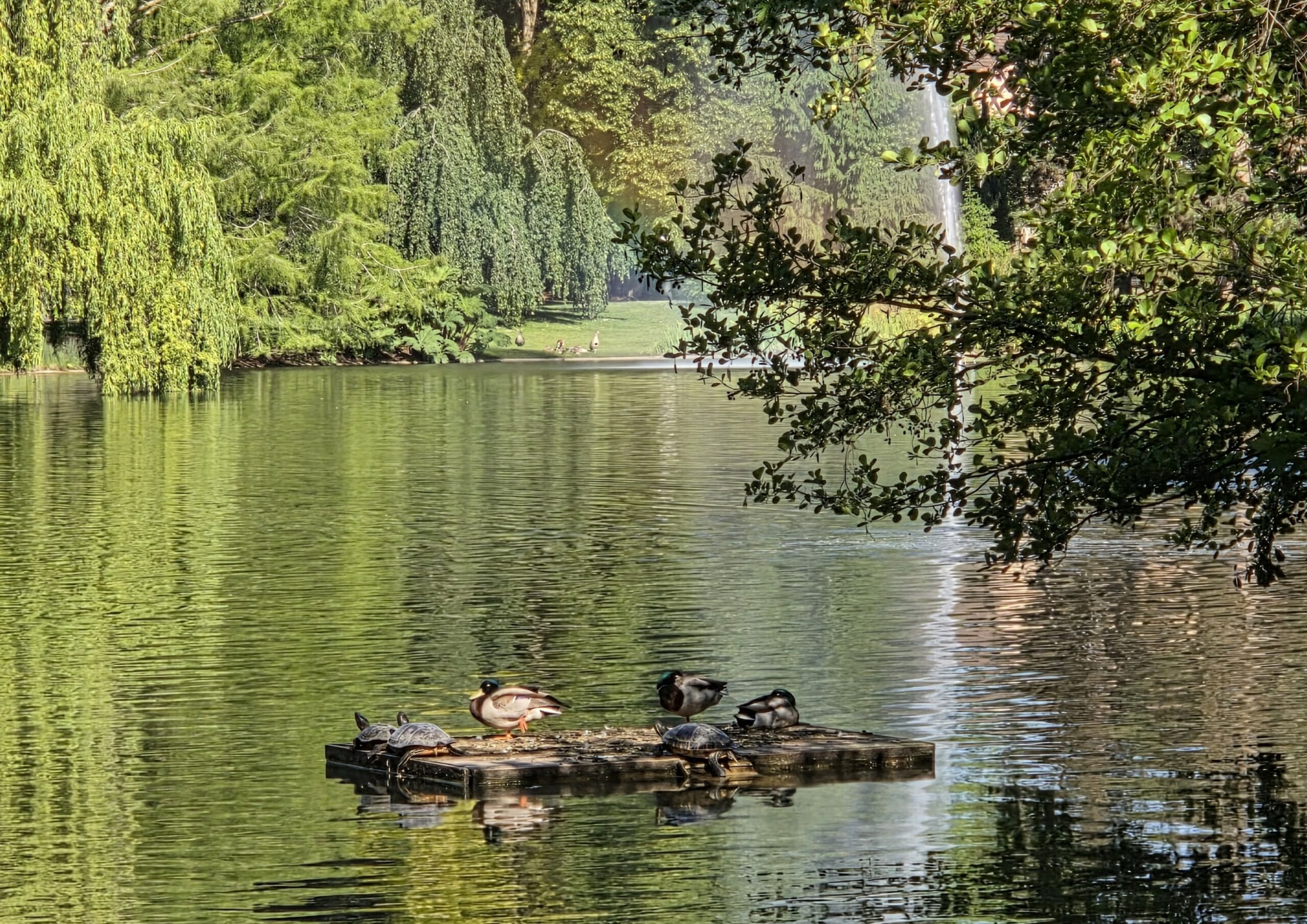 Claire W. : « Tous au lac ! »