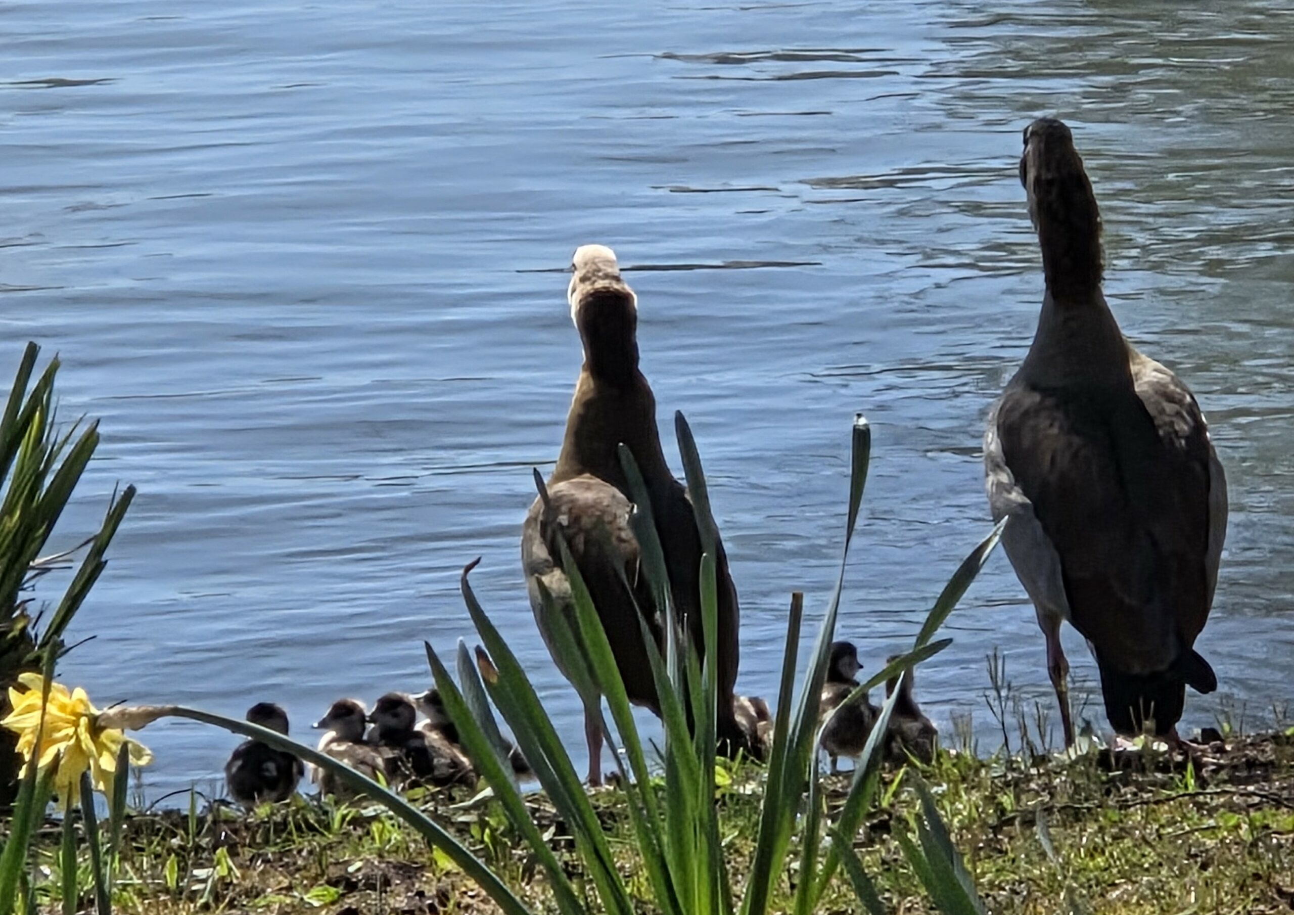 Claire W. : « En famille au bord du lac »