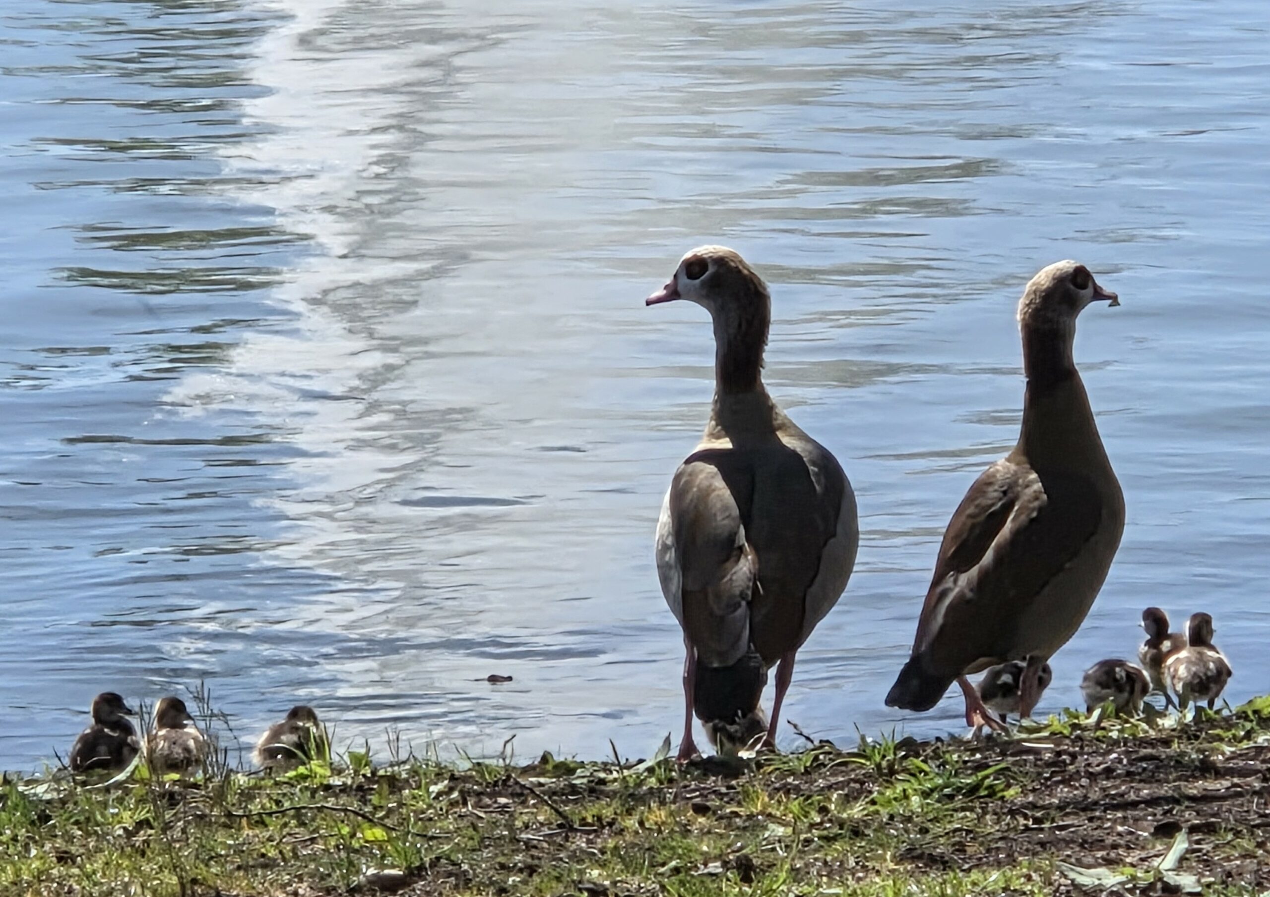 Claire W. : « Famille Ouettes au bord du lac »